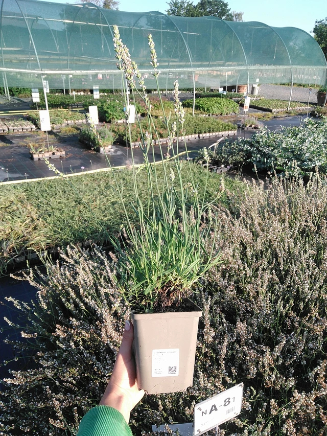 Levanda Edelweiss - 13. 7. 2026