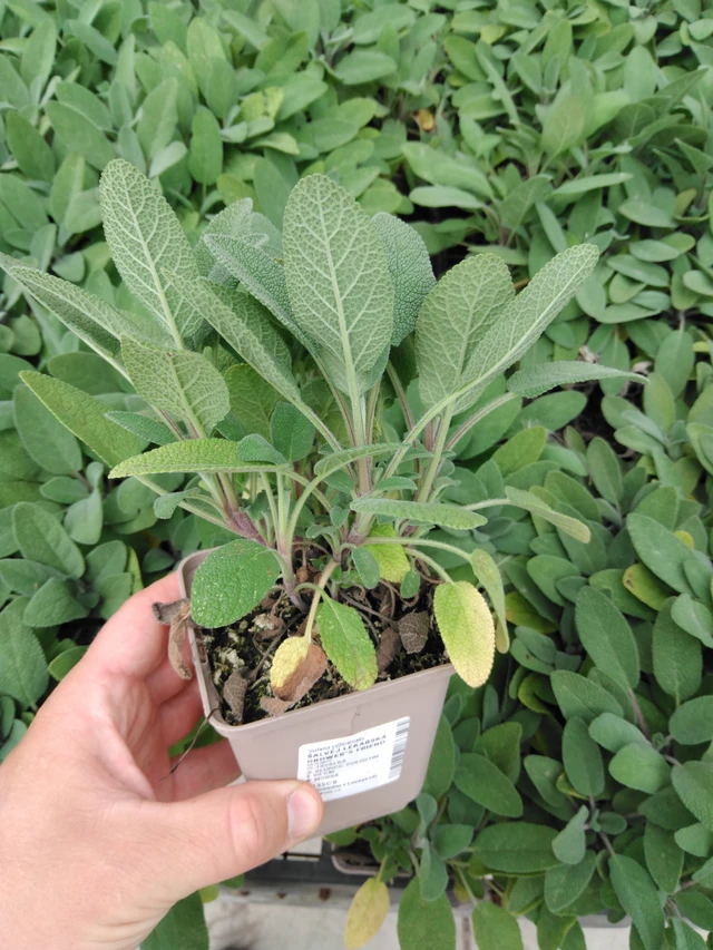 Šalvěj lékařská Grower's Friend - 2024