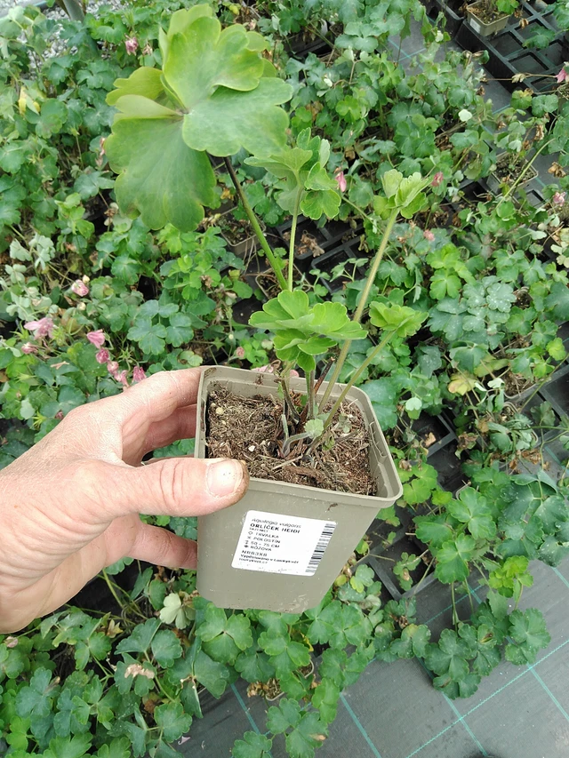 Aguileña Heidi - 9. 6. 2025