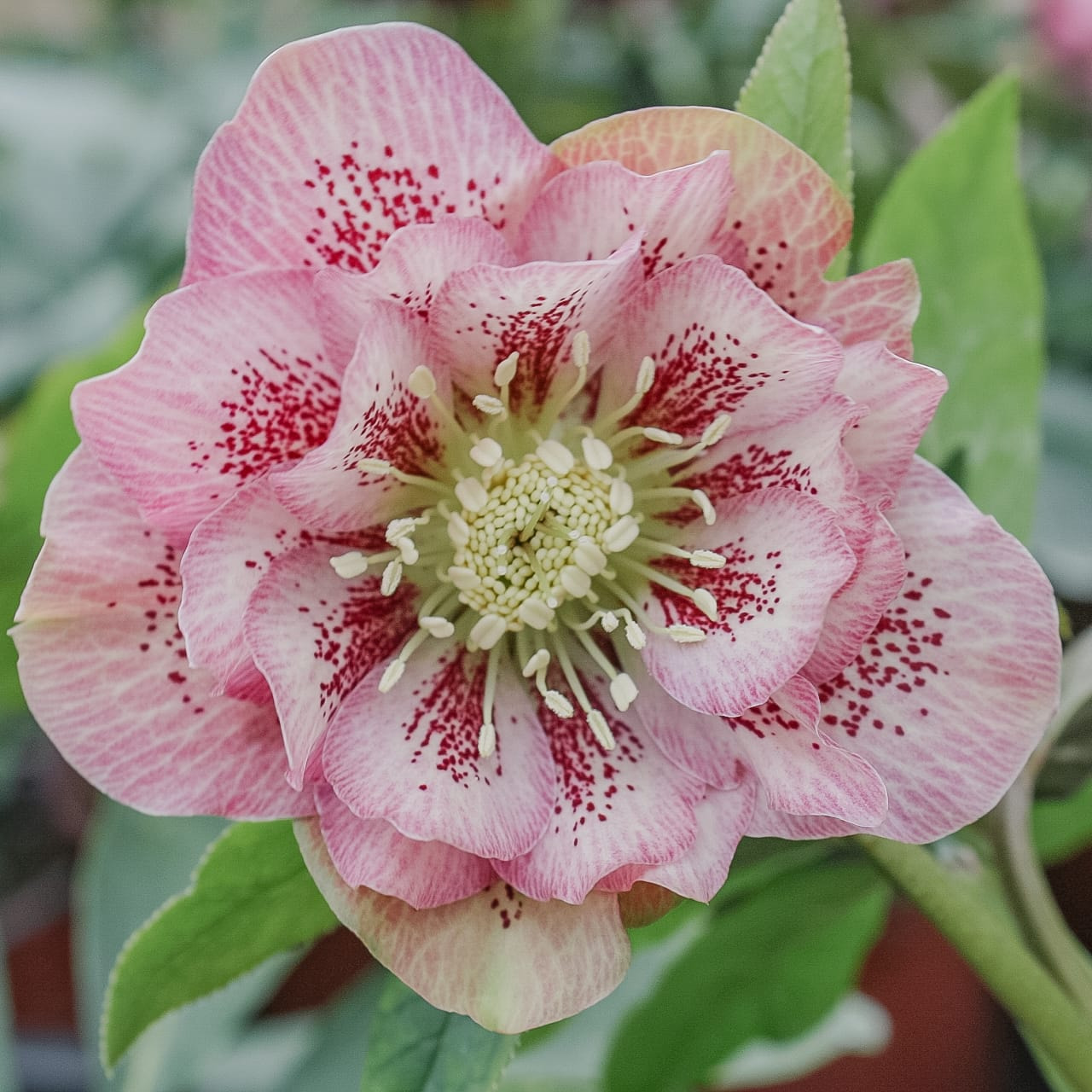 Jouluruusu Double Ellen Pink Spotted, Loukykvět