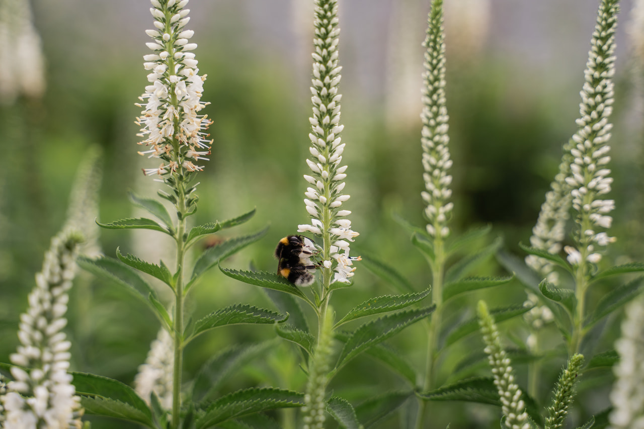 Tädyke Schneeriesin, Loukykvět