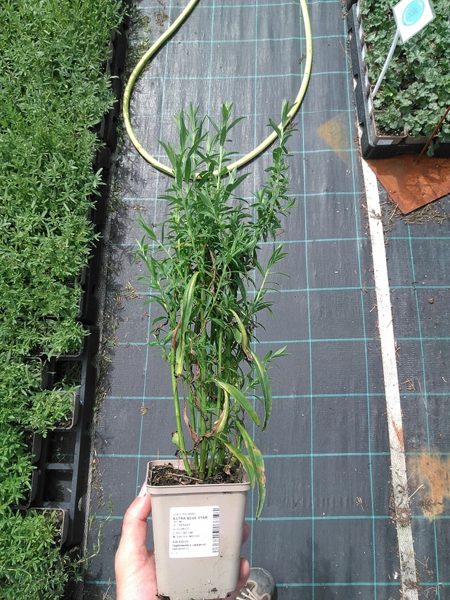 Asteri Blue Star - 24. 6. 2025