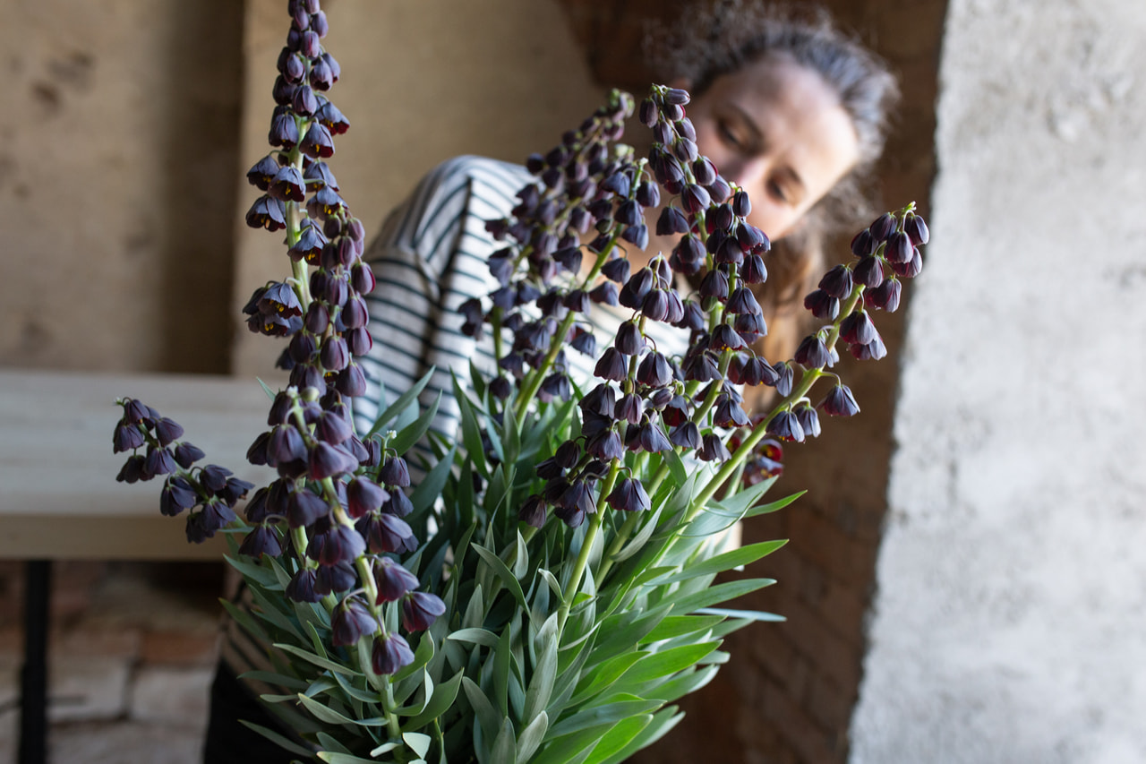 Persianpikarililja, Loukykvět