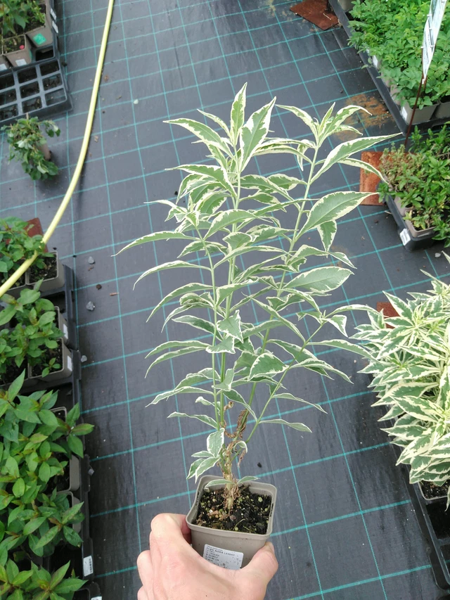 Syysleimu Nora Leight - 28. 7. 2025