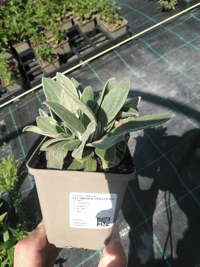 Anaphalis triplinervis - 24. 6. 2025