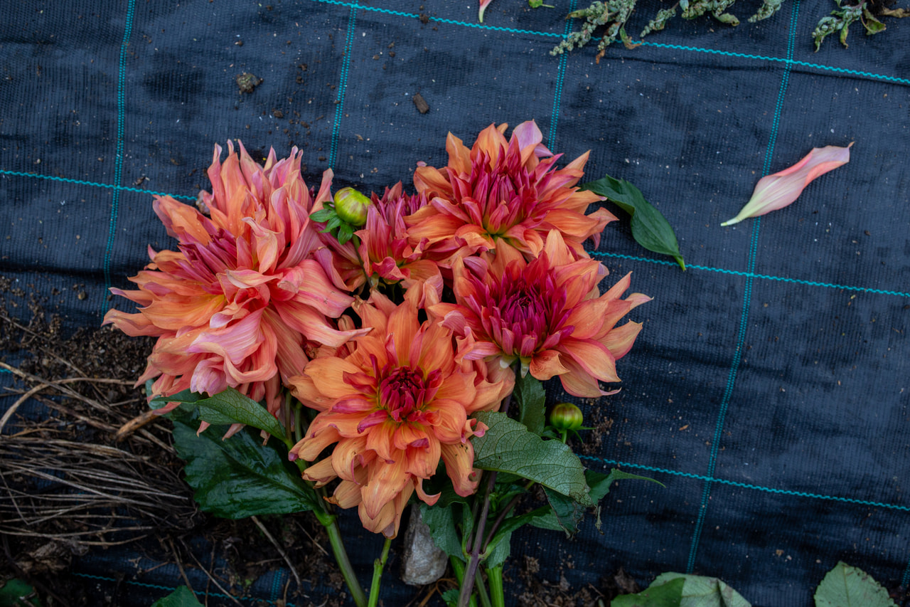 Daalia Belle of Barmera, Loukykvět