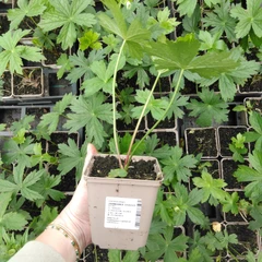 Planta