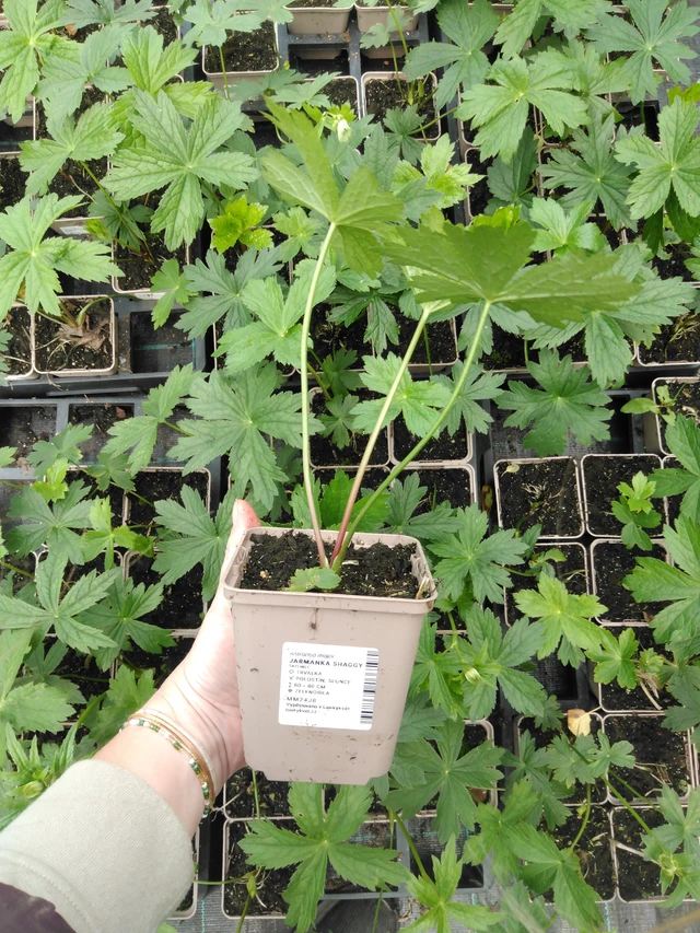 Tähtiputki Shaggy - 2024