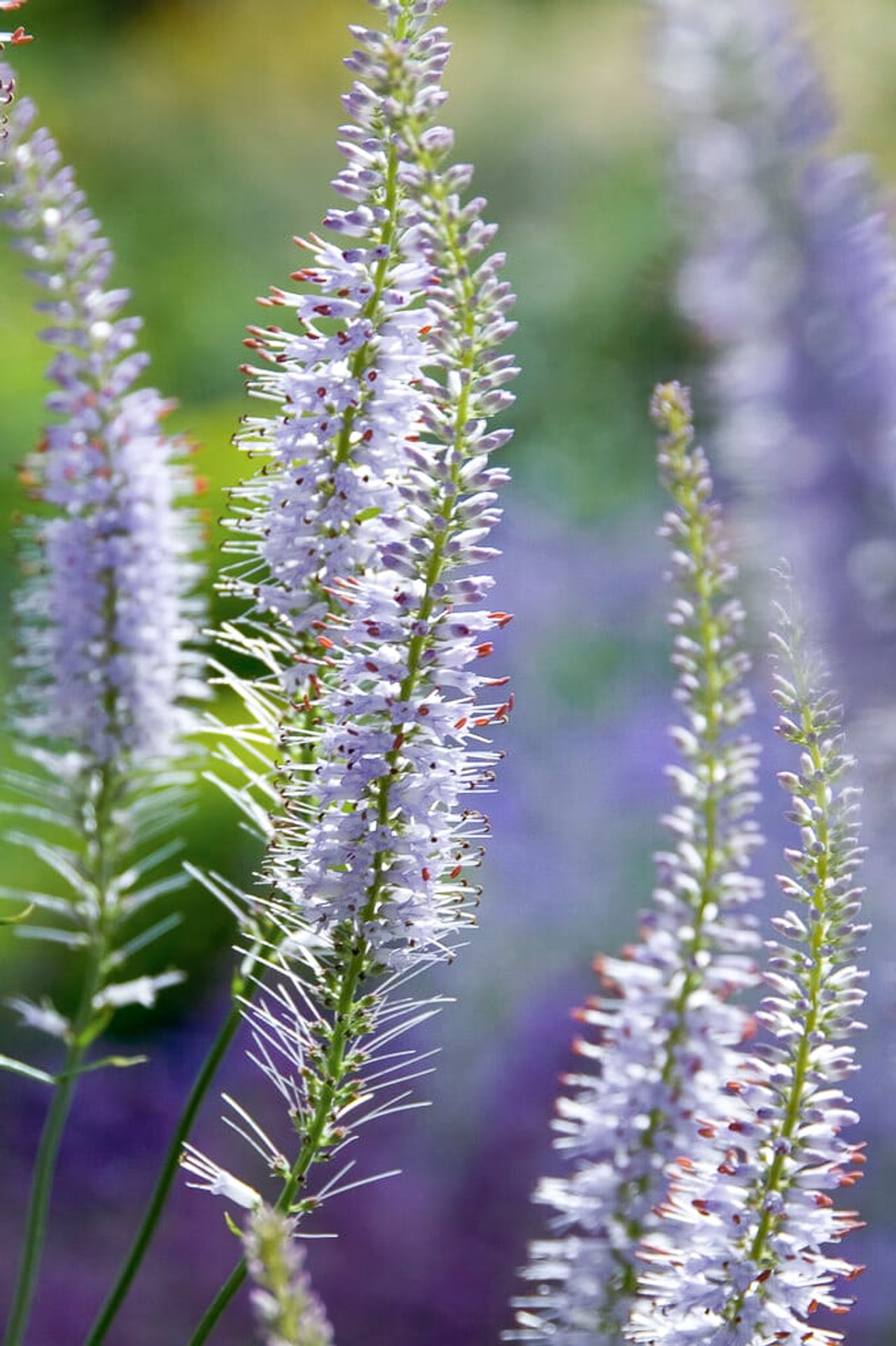 Tädykearvio Lavendelturm, Loukykvět