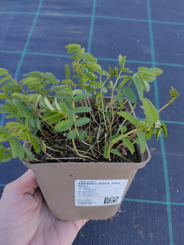 Luppio Rock and Roll - 27. 3. 2026