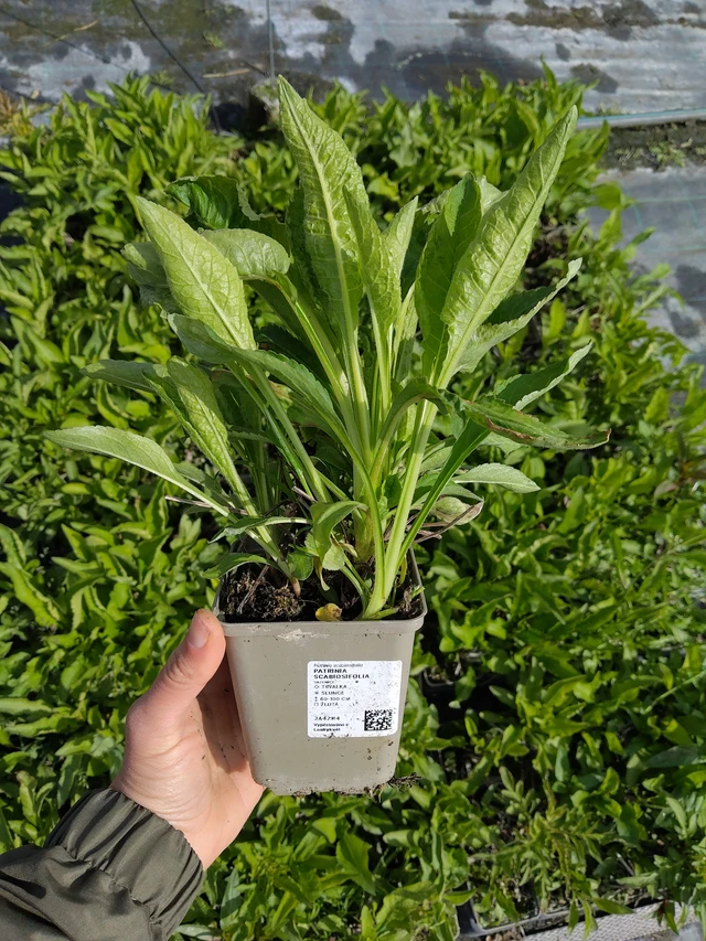 Patrinia scabiosifolia - 13. 5. 2026