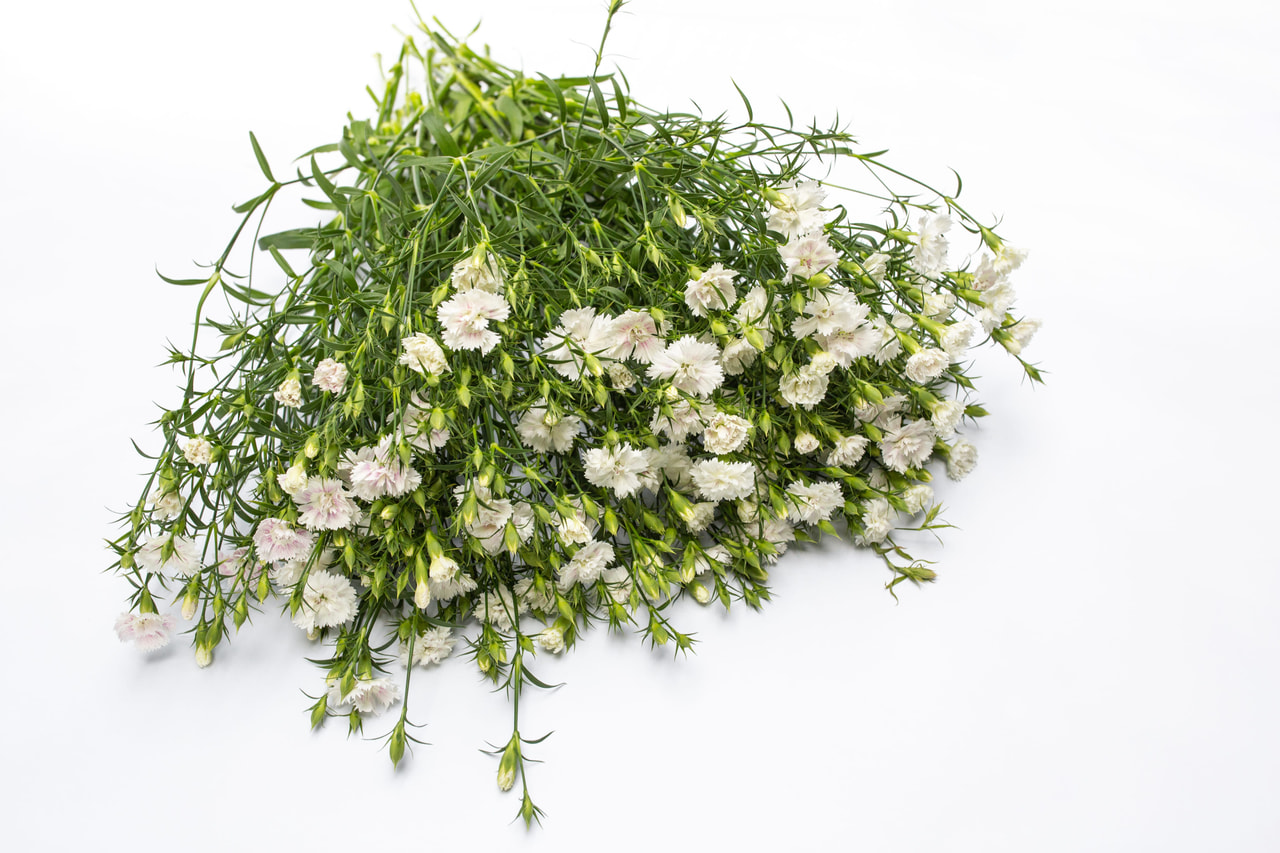 Clavel Dynasty White Blush, Loukykvět