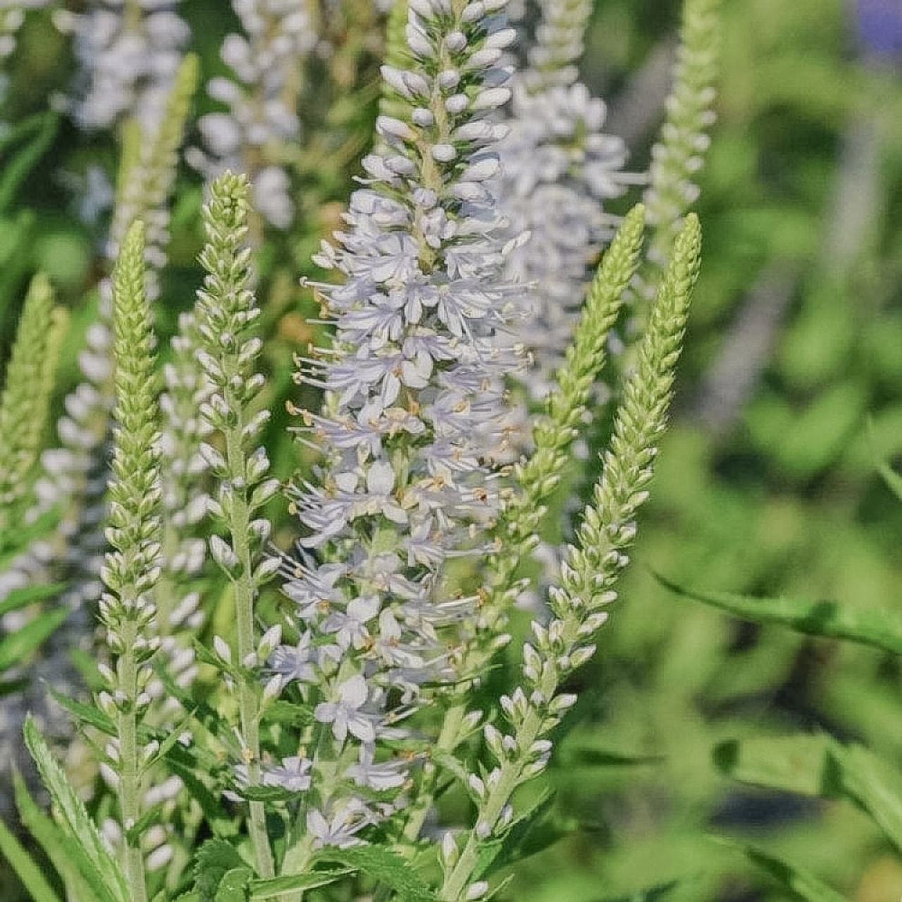 Tädyke Zöe, Loukykvět