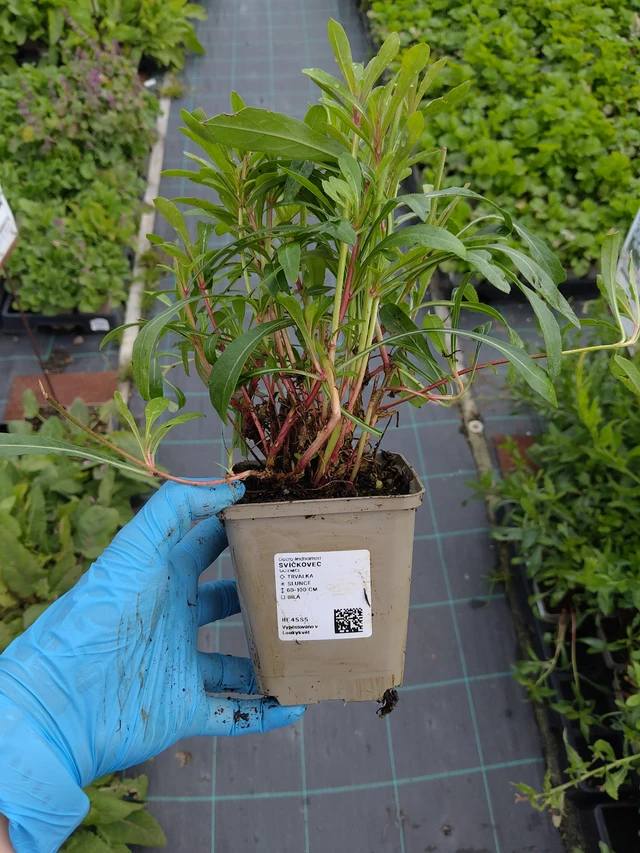 Kesäkynttilä - 10. 9. 2025