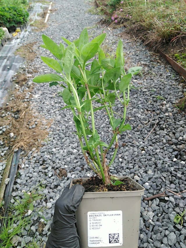 Tähkätädyke Skyler Pink - 10. 9. 2025