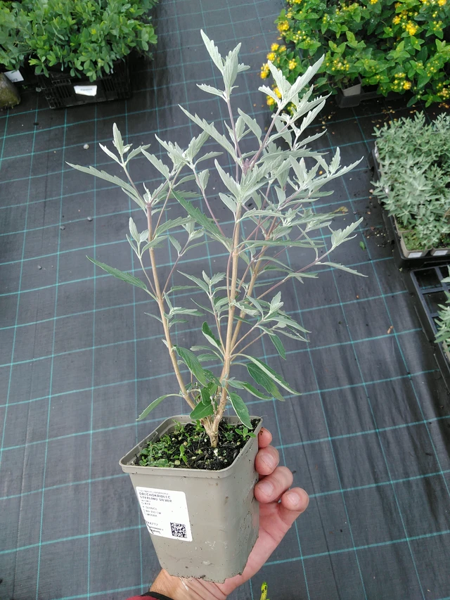 Caryopteris Sterling Silver - 28. 7. 2025