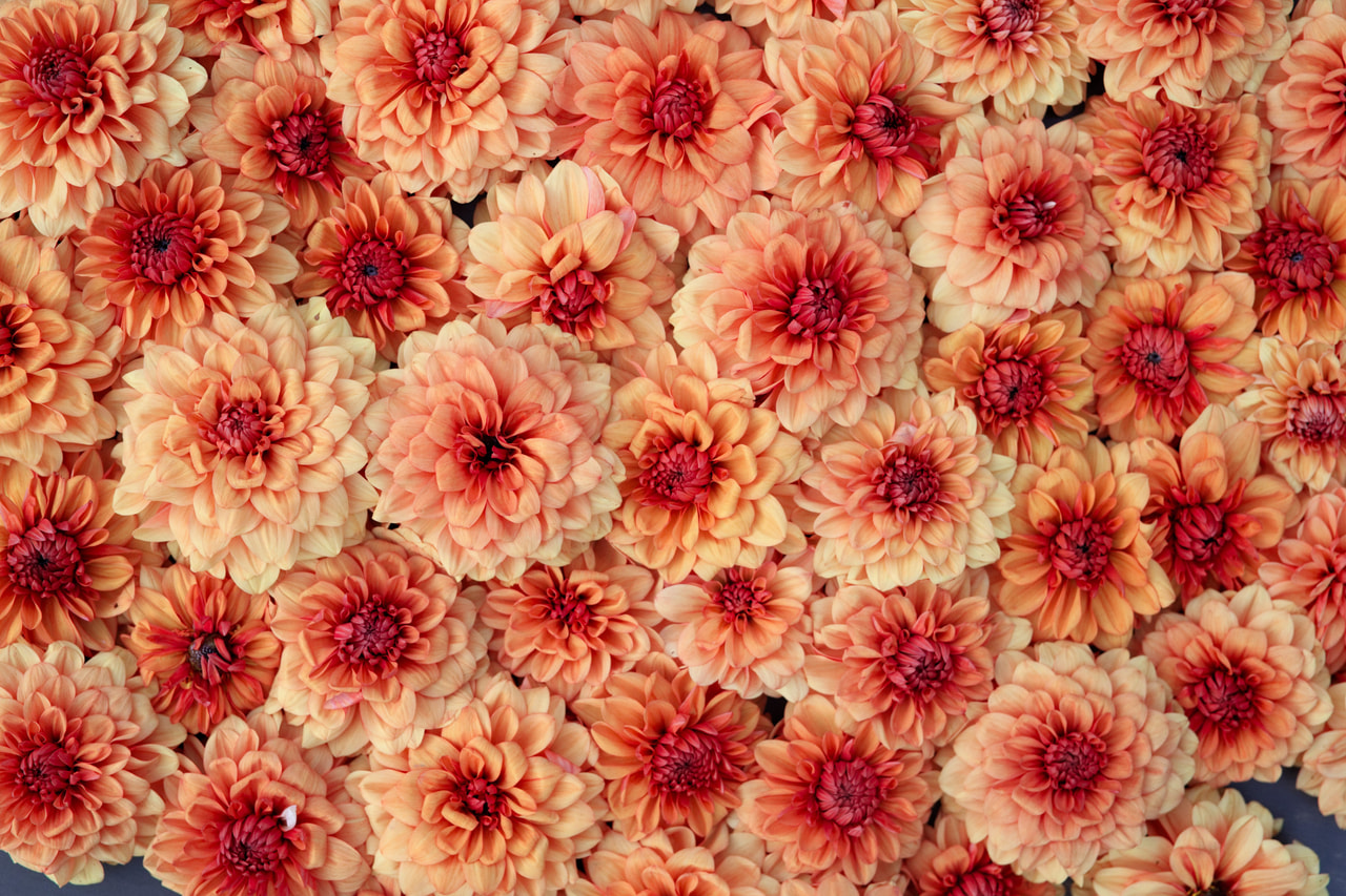 Daalia David Howard, Loukykvět