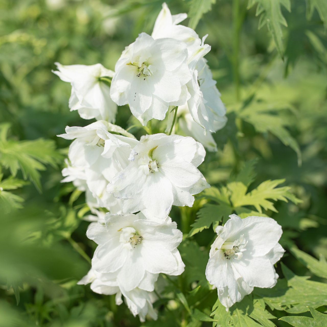 Larkspur Benary’s Pacific Galahad, Loukykvět