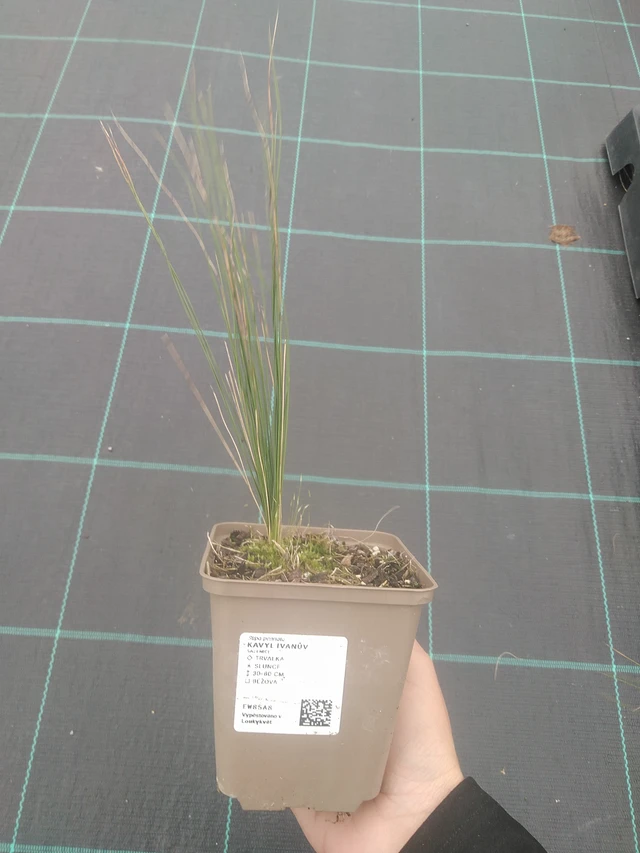 Stipa pennata - 10. 10. 2025