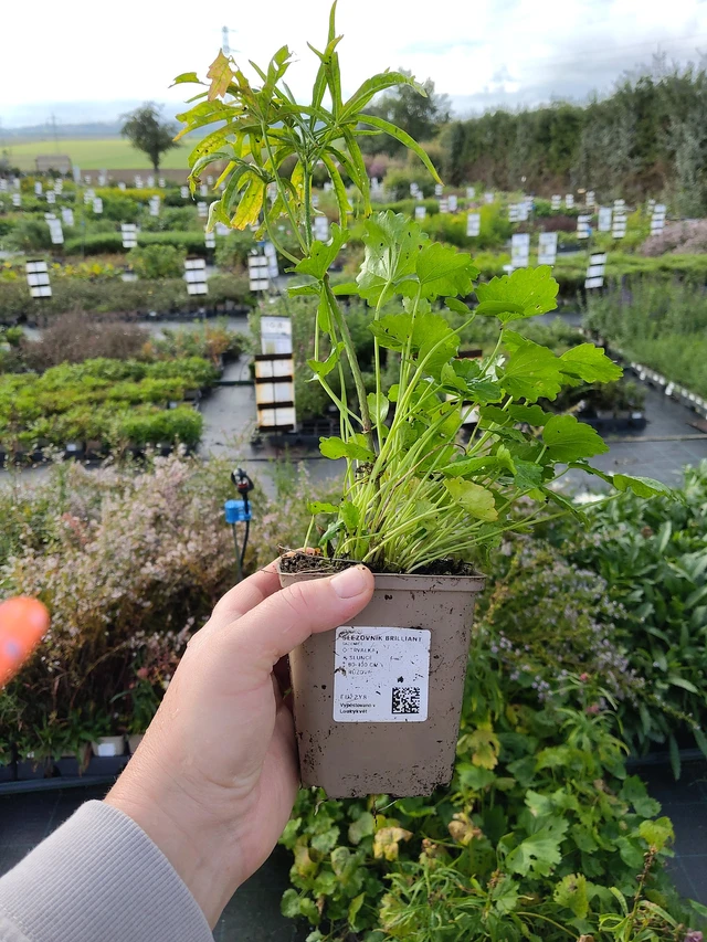 Sidalcea Brilliant - 9. 10. 2025