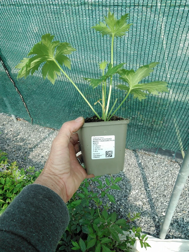 Jaloritarinkannus Magic Fountains Pure White - 9. 6. 2025