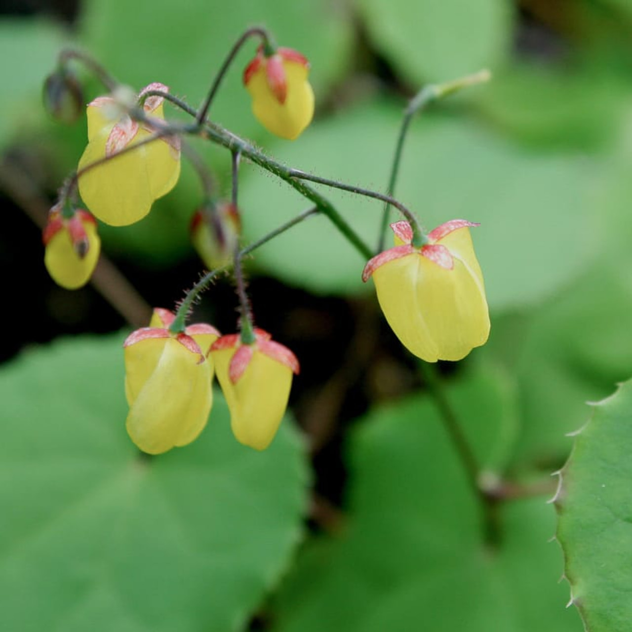 Epimedium Sunny and Share, Loukykvět