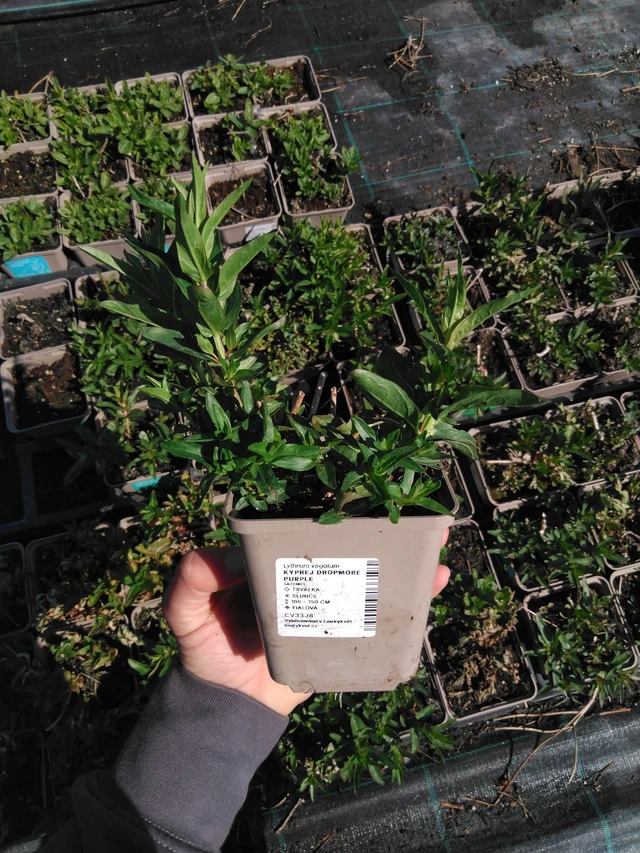 Rantakukka Dropmore Purple - 13. 5. 2025