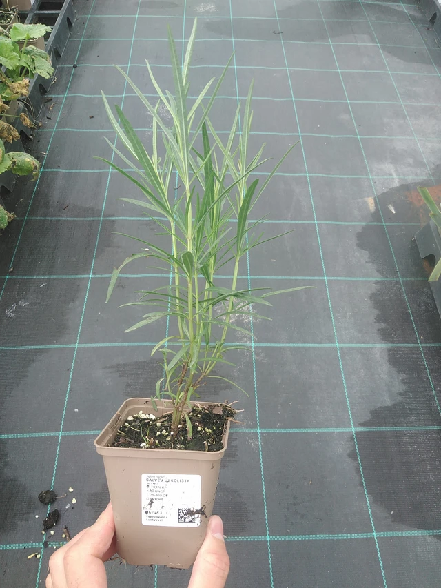 Salvia lavandulifolia - 4. 8. 2025