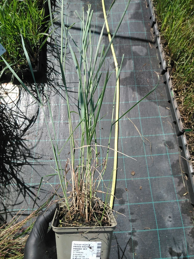 Lännenhirssi - 19. 8. 2025