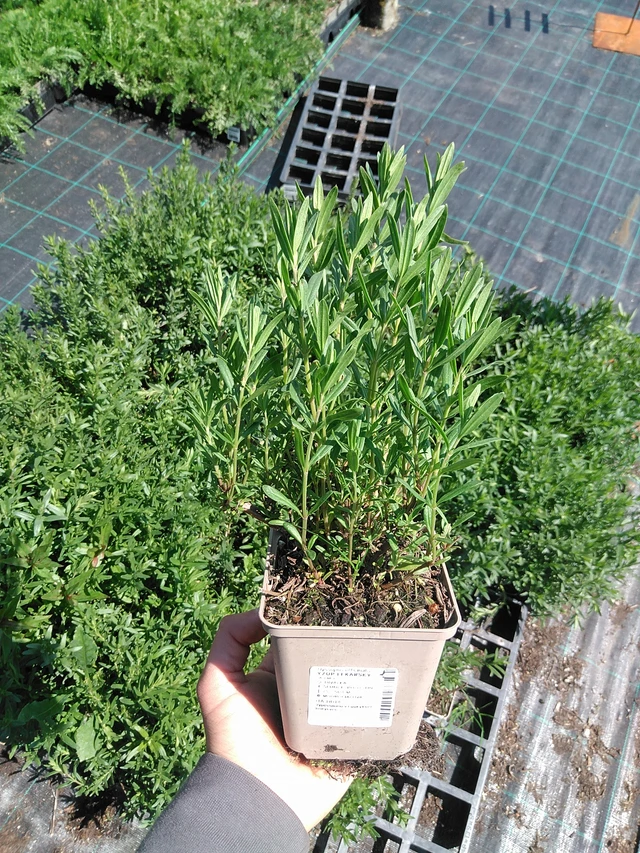 Hisopo - 13. 5. 2025