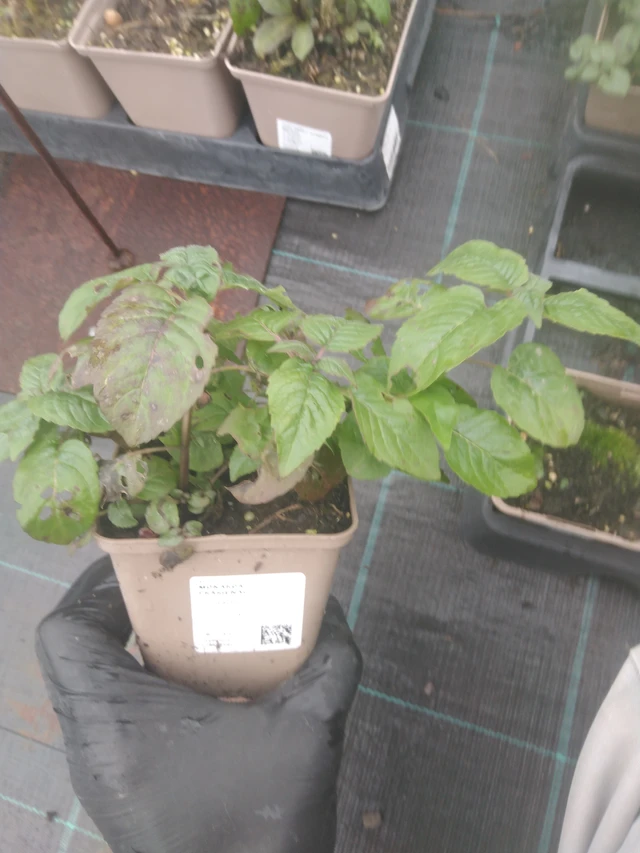 Väriminttu Prärienacht - 23. 10. 2025