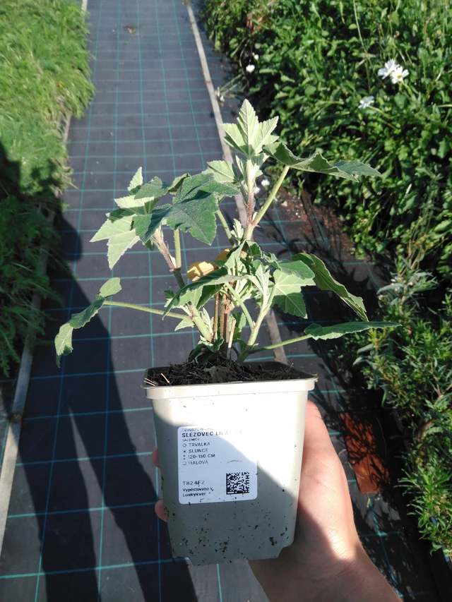 Malvikki Lilac Lady - 11. 9. 2025