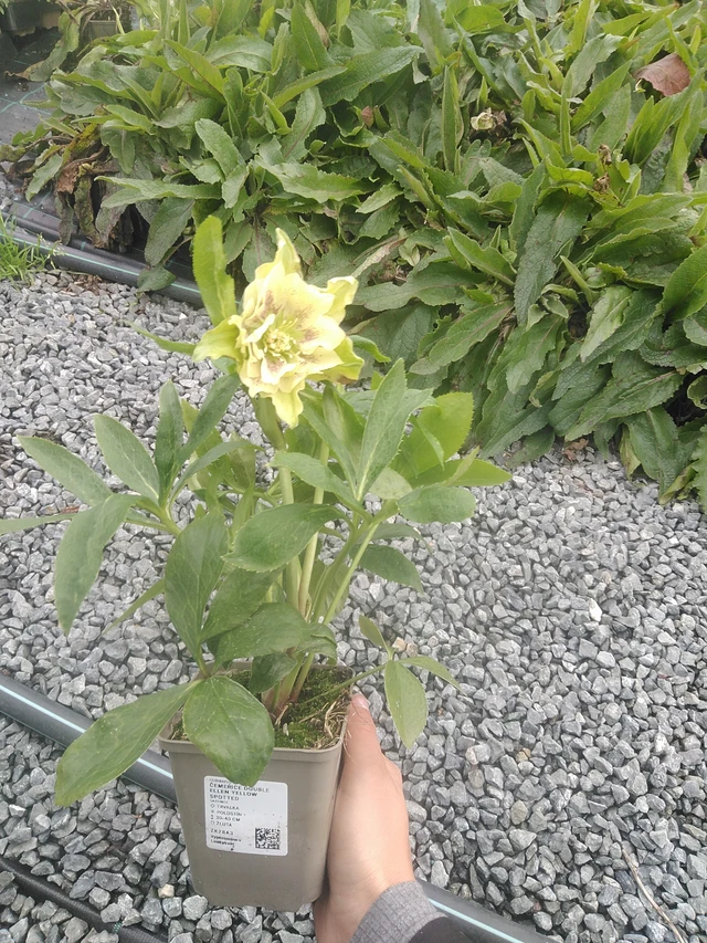 Jouluruusu Double Ellen Yellow Spotted - 10. 10. 2025