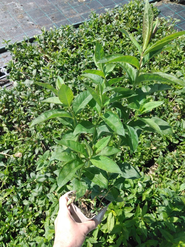 Leimu Franz Schubert - 13. 5. 2025