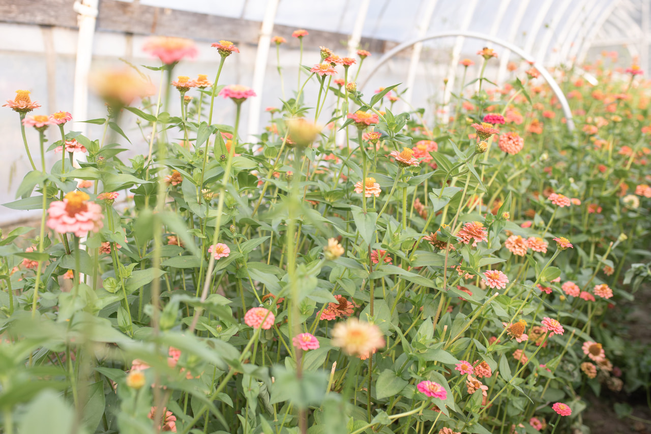 Zinnia Lilliput Salmon, Loukykvět