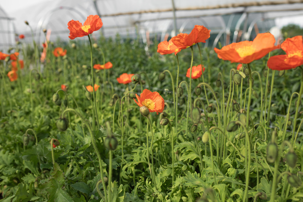 Valmue Champagne Bubbles Orange, Loukykvět