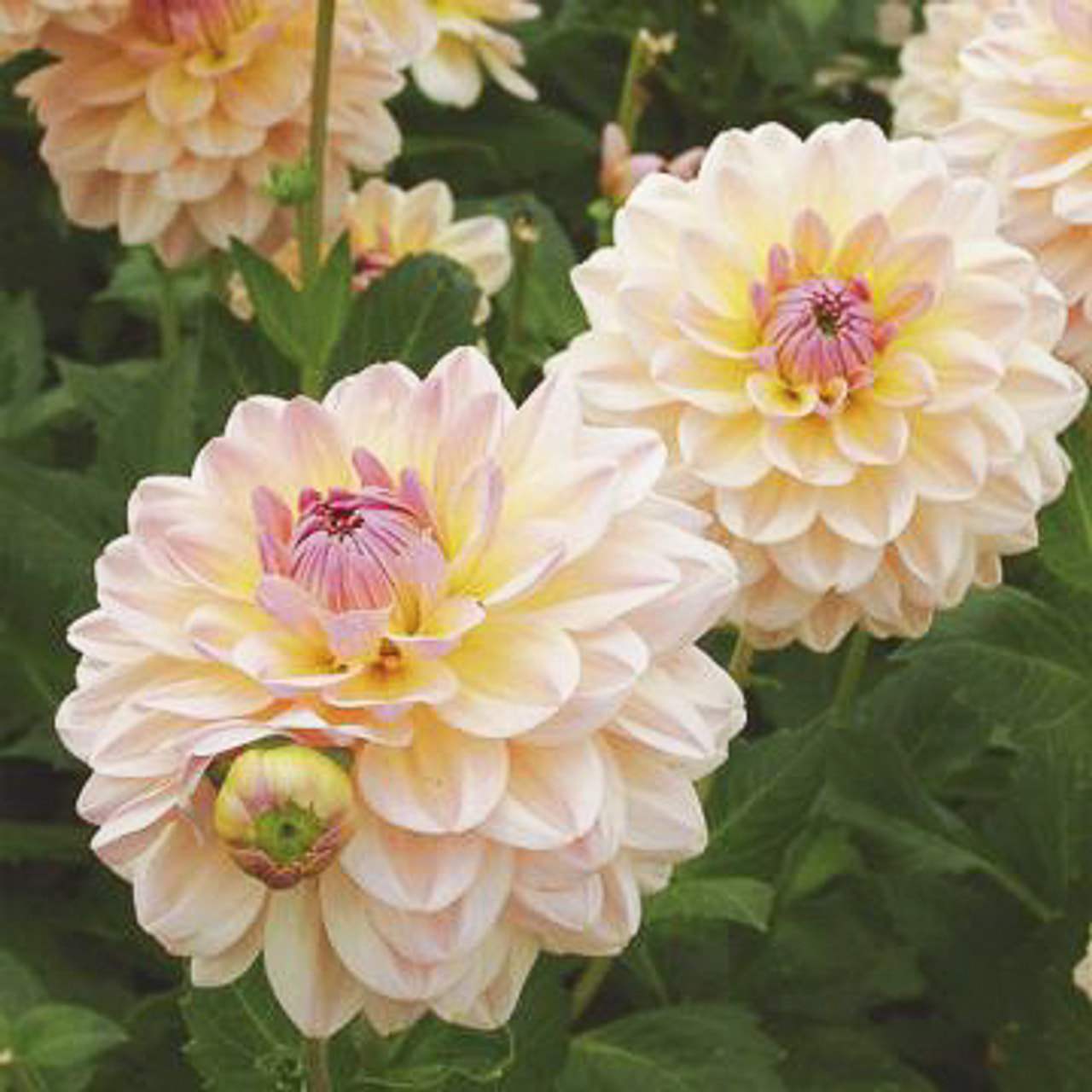 Dalia Justyna, Loukykvět