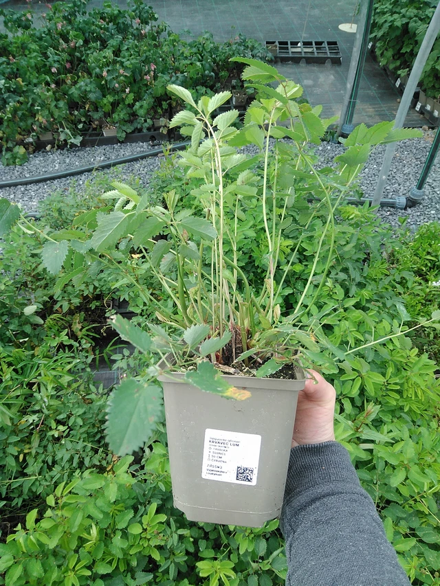 Krvavec Lum - 9. 6. 2025