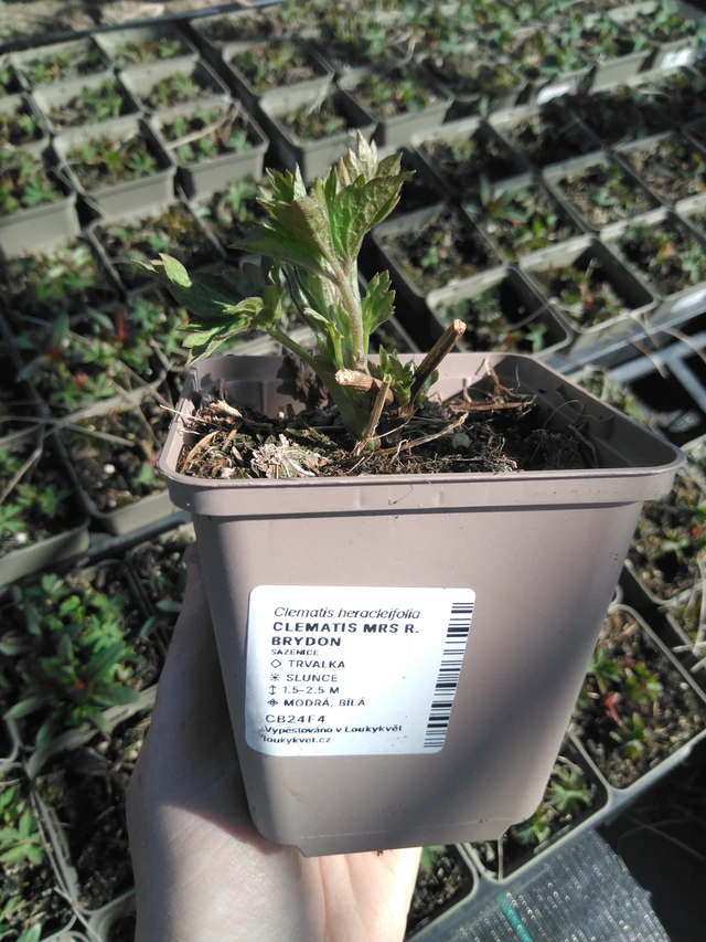 Kärhö Mrs R. Brydon - 3. 4. 2025