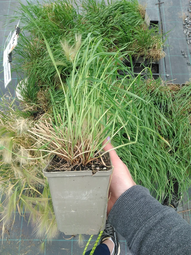 Partaohra Ricky - 9. 6. 2025