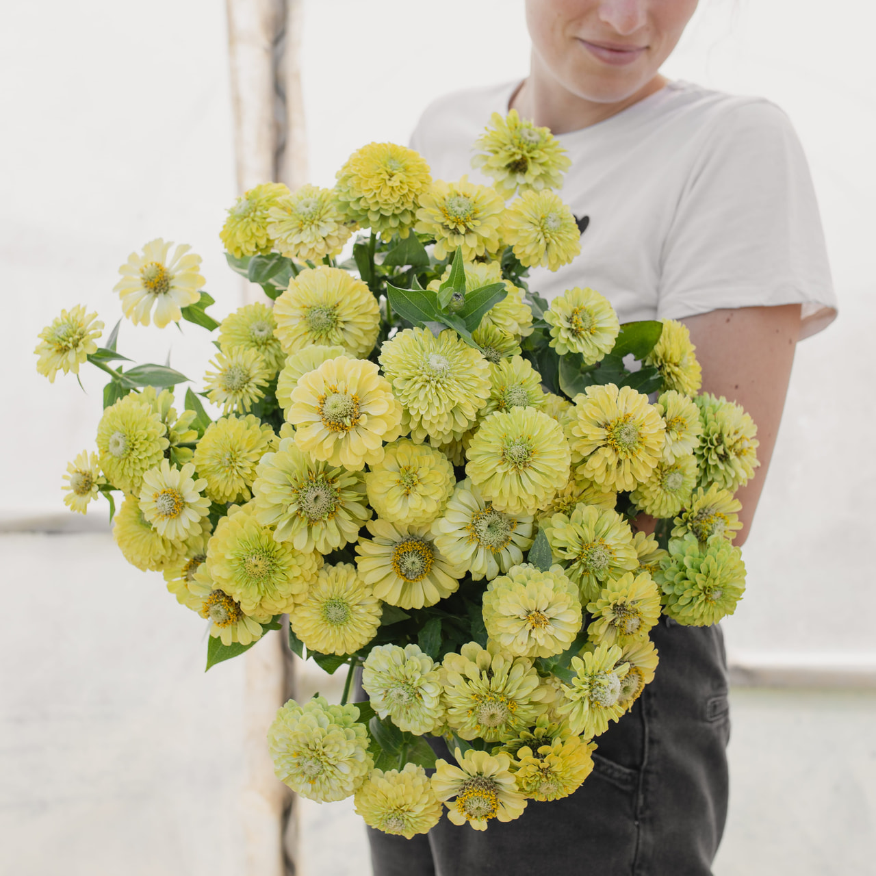 Tsinnia Queen Lime, Loukykvět