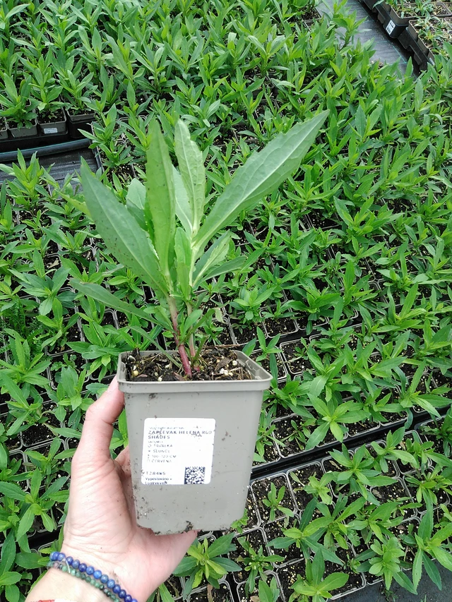 Hohdekukka Helena Red Shades - 9. 6. 2025