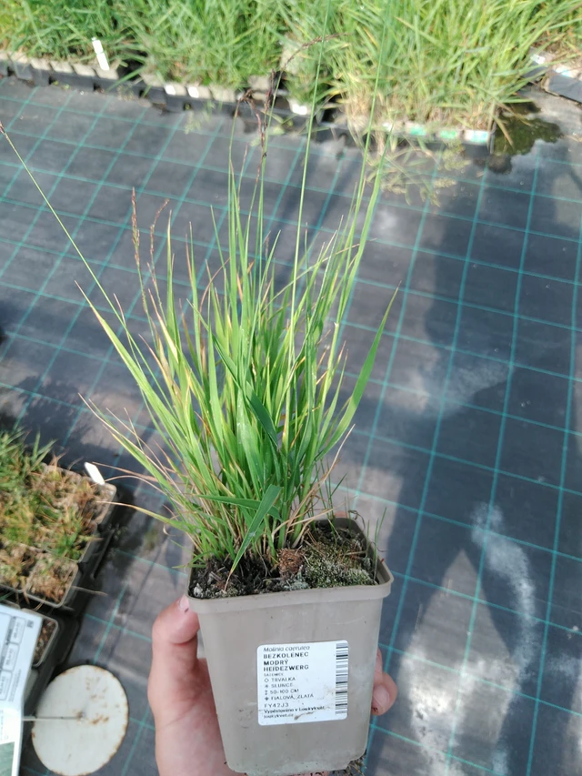 Siniheinä Heidezwerg - 24. 6. 2025