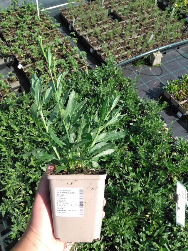 Kesäkynttilä Cool Breeze - 2024