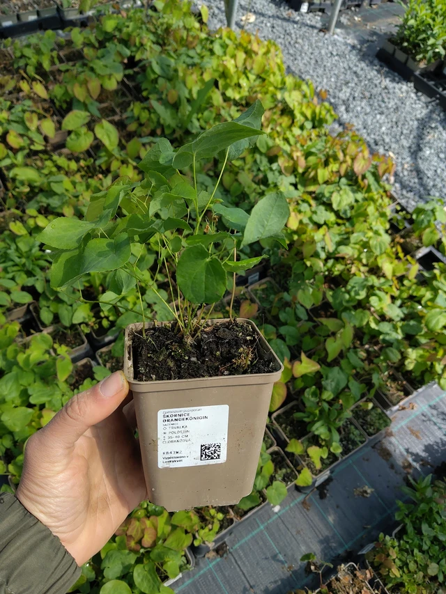 Epimedium Orangekönigin - 13. 5. 2026