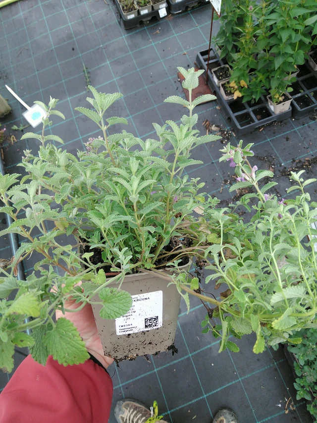 Mirrinminttu - 28. 7. 2025