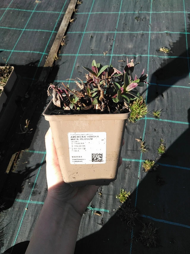 Menta de montaña americana Pilosum - 7. 4. 2026