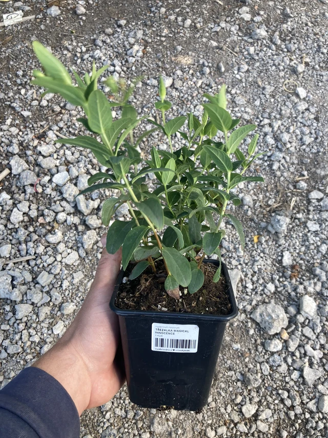 Kuisma Magical Innocence - 2024