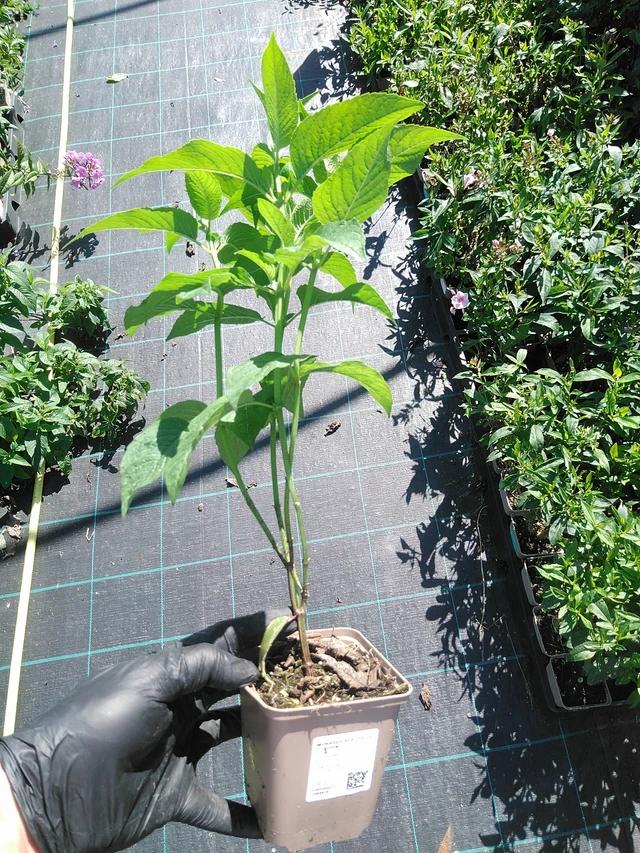 Väriminttu Beauty of Cobham - 19. 8. 2025