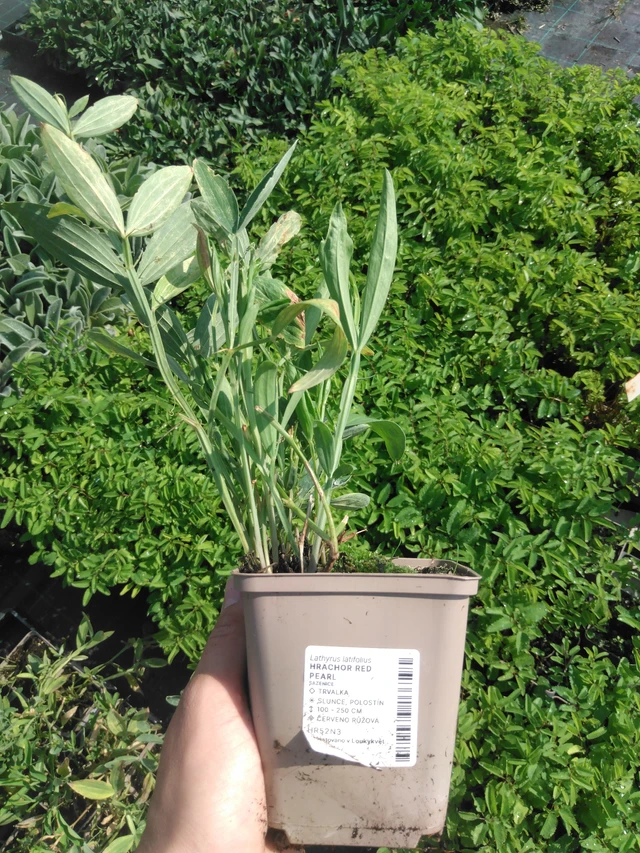 Tuoksuherne Red Pearl - 2024